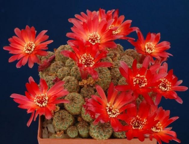 Sulcorebutia_perplexiflora
